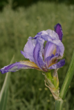 Iris pallida 'Argentea variegata' RCP6-06 047.jpg
